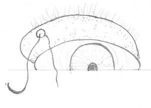 FIG. 1 Tecnica dei tre tagli (three snips) FIG. 1 Tecnica dei tre tagli (three snips)
