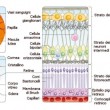 carlo.orione_retina_e_strati_retinici