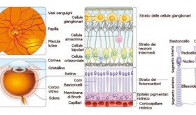 carlo.orione_retina_e_strati_retinici
